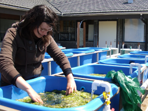 Intern Sea-oh McConville shows her tank experiments investigating the interactions between macroalgae and eelgrass