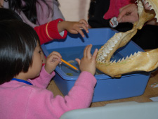 Young visitor examines shark teeth