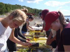 Students and teachers tie eelgrass to grids