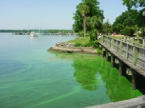 St. Johns River algal bloom