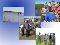 Researchers and teachers checking on fyke nets, revealing wetland health and the presence of invasive species