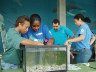 Mentors from Hampton University prepare a seagrass display